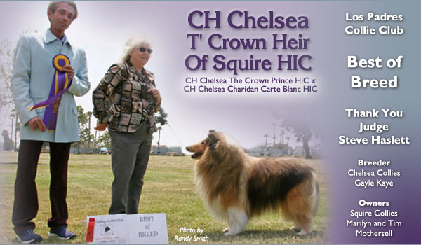 Squire -- CH Chelsea T' Crown Heir Of Squire HIC