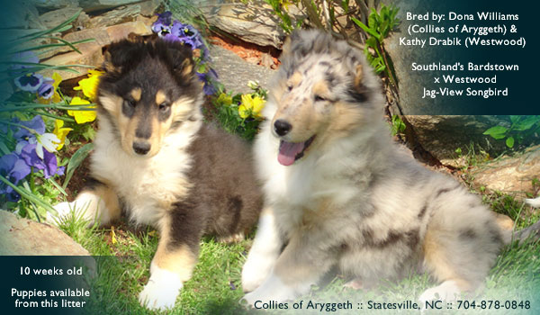 Collies of Aryggeth