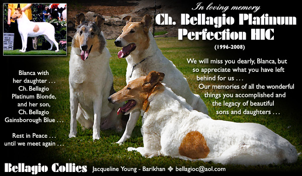 In Loving Memory of CH Bellagio Platinum Perfection HIC