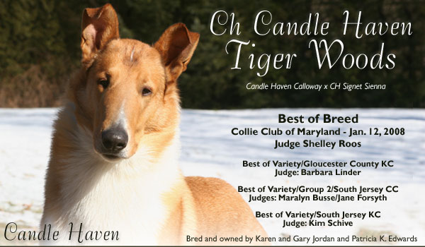 Candle Haven -- CH Candle Haven Tiger Woods