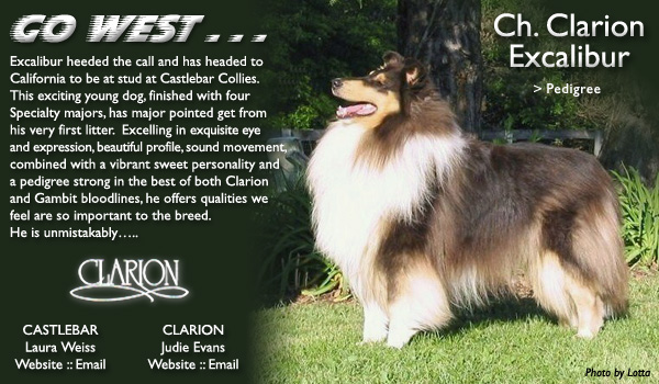 Castlebar and Clarion -- CH Clarion Excalibur