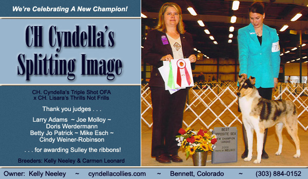 Cyndella -- CH Cyndella's Splitting Image