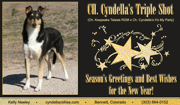 Cyndella -- CH Cyndella's Triple Shot, OFA