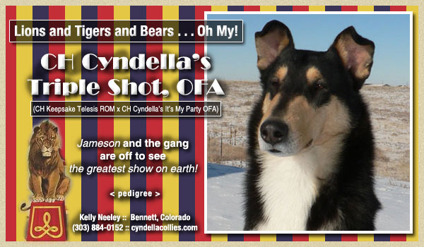 Cyndella -- CH Cyndella's Triple Shot, OFA