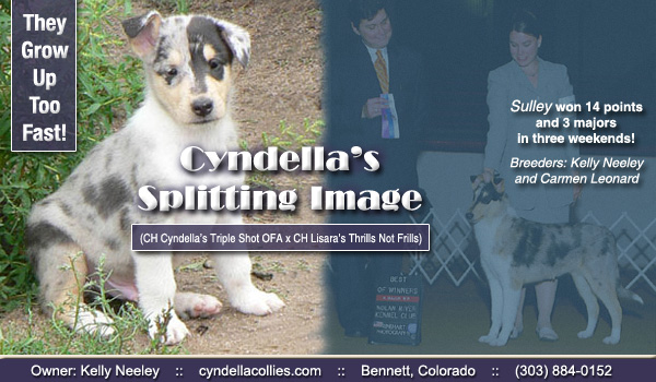 Cyndella -- Cyndella's Splitting Image