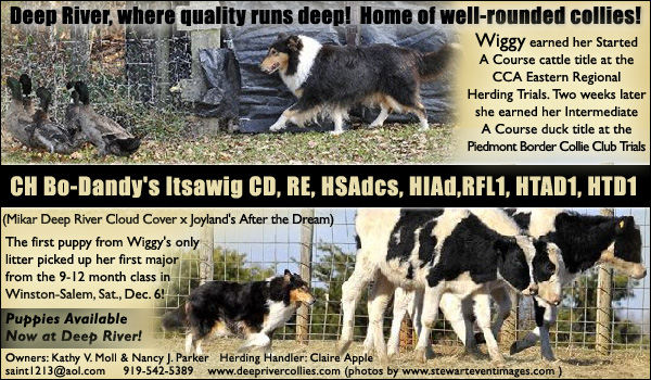 Deep River -- CH Bo-Dandy's Itsawig -- CH Bo-Dandy's Itsawig CD, RE, HSAdcs, HIAd, RFL1, HTAD1, HTD, HIAd