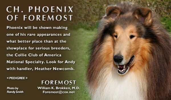 Foremost -- CH Phoenix Of Foremost