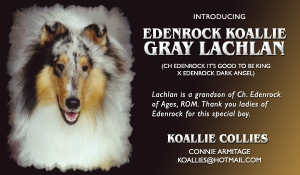Koallie -- Edenrock Koallie Gray Lachlan