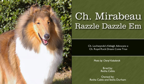 Mirabeau -- CH Mirabeau Razzle Dazzle EM