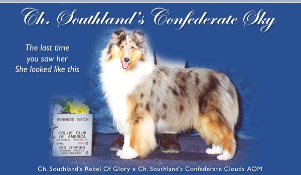 Southland -- CH Southland's Confederate Sky