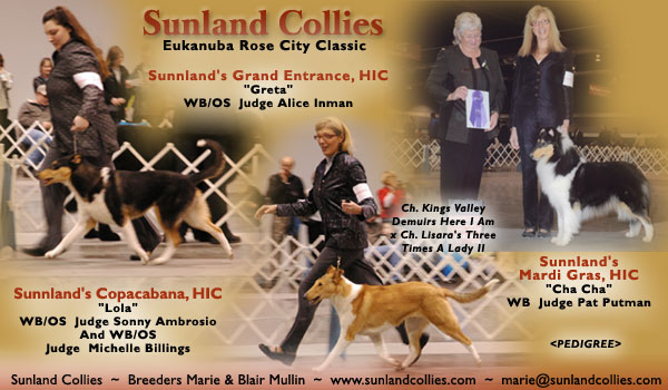 Sunland Collies -- Sunnland's Grand Entrance, HIC, Sunnland's Copacabana, HIC and Sunnland's Mardi Gras, HIC