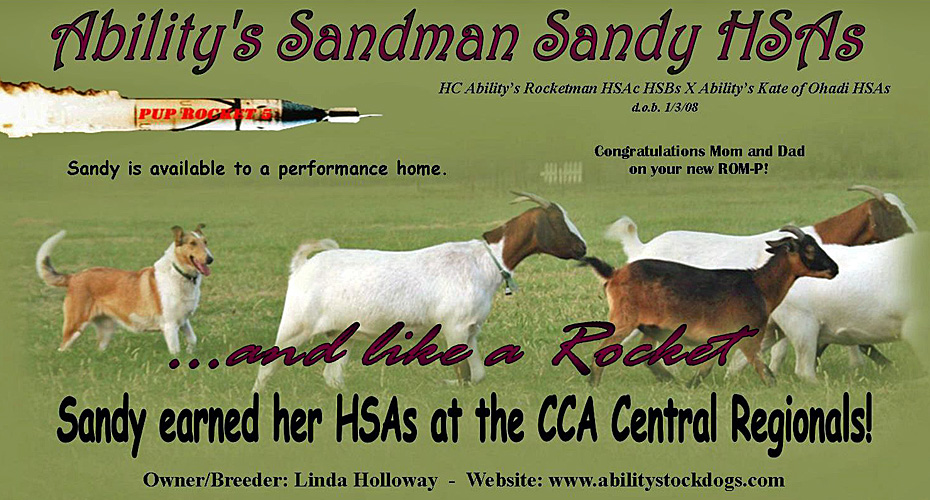 Ability Stockdogs -- Ability's Sandman Sandy HSAs