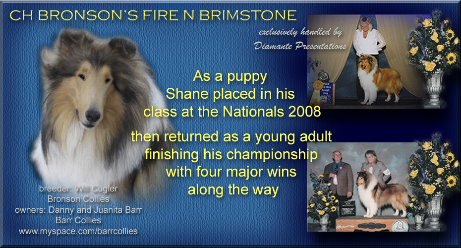 Barr Collies -- CH Bronson's Fire N Brimstone
