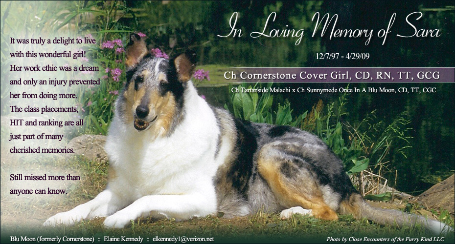 Blu Moon Collies -- In Loving Memory of Ch Cornerstone Cover Girl, CD, RN, TT, GCG