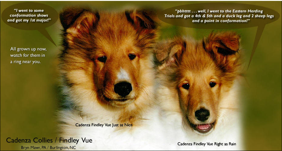 Cadenza Collies / Findley Vue Collies  -- Cadenza Findley Vue Just As Nice and Cadenza Findley Vue Right As Rain
