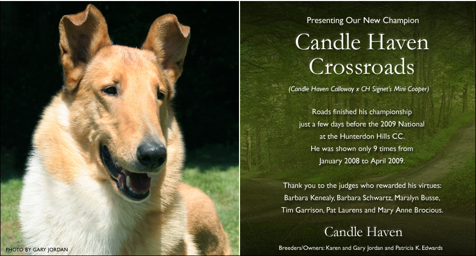Candle Haven Collies -- CH Candle Haven Crossroads