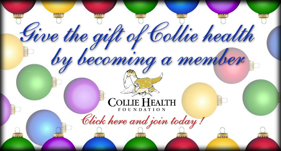 Collie Health Foundation -- Give the gift of Collie health by becoming a member
