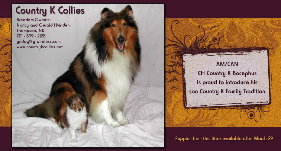 Country K Collies -- AM/CAN CH Country K Bocephus and Country K Family Tradition