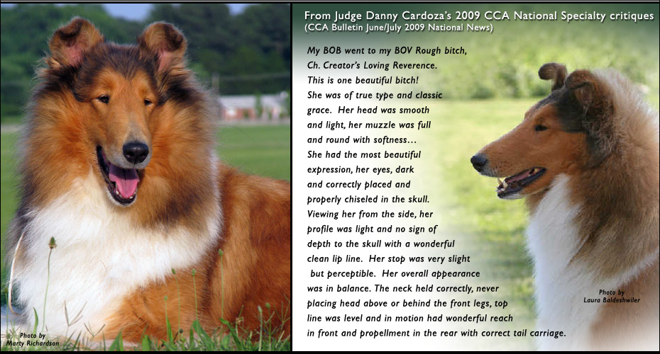Creator Collies --In loving memory of CH Creator's Loving Reverence, HC