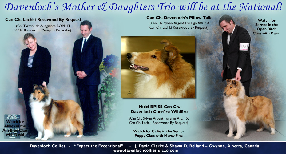 Davenloch Collies -- CAN CH Lachki Rosewood By Request, CAN CH Davenloch's Pillow Talk, CAN CH Davenloch Cherfire Wildfire