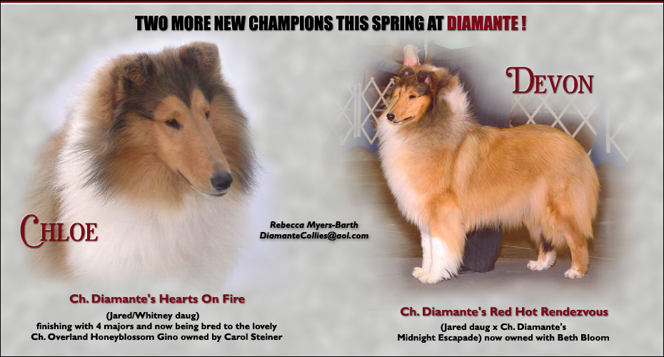 Diamante Collies -- CH Diamante's Hearts On Fire and CH Diamante's Red Hot Rendezvous