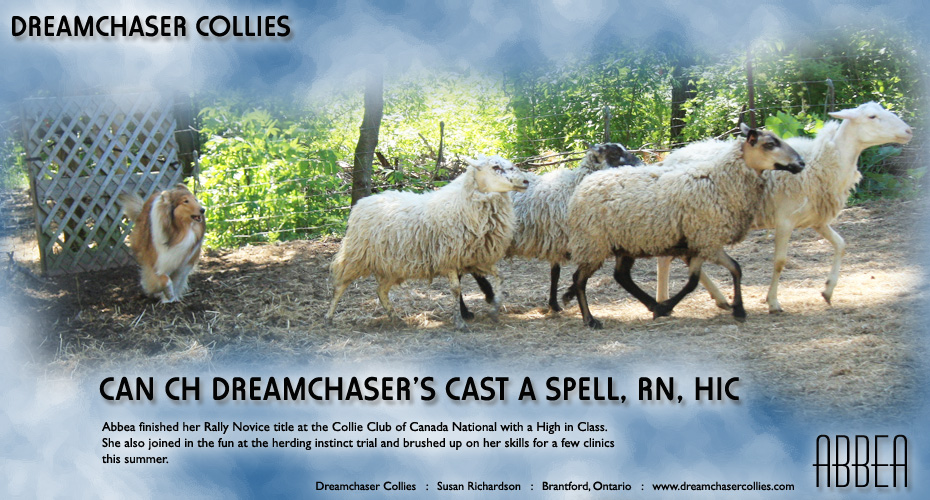 Dreamchaser Collies -- CAN CH Dreamchaser's Cast A Spell, RN, HIC