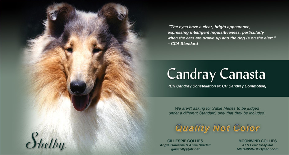 Gillespie Collies and Moonwind Collies -- Candray Canasta