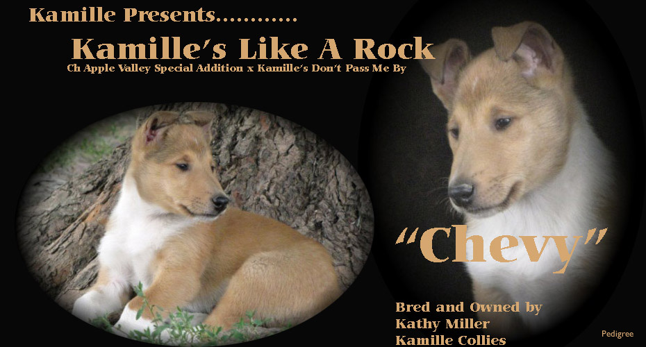 Kamille Collies -- Kamille's Like A Rock