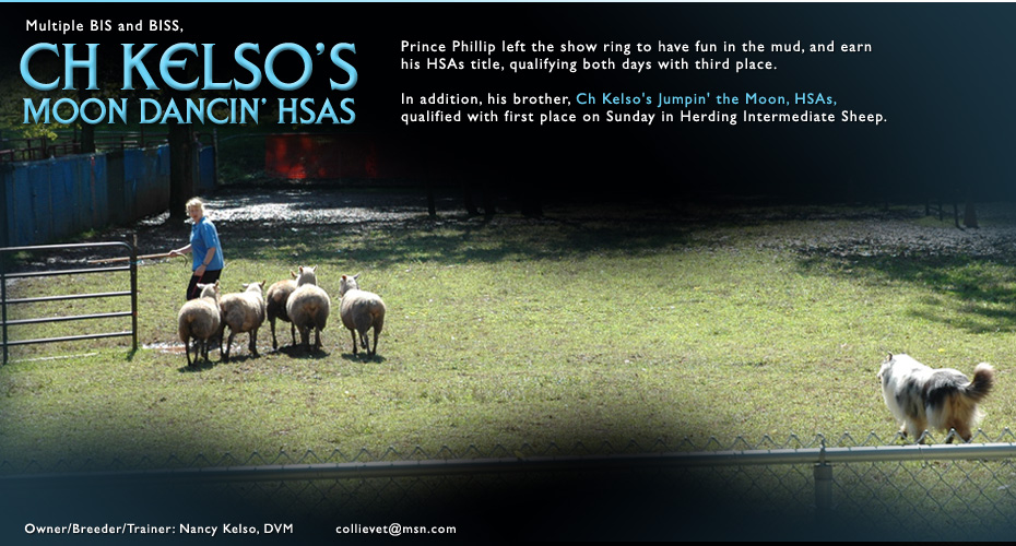 Kelso Collies -- CH Kelso's Moon Dancin', HSAs