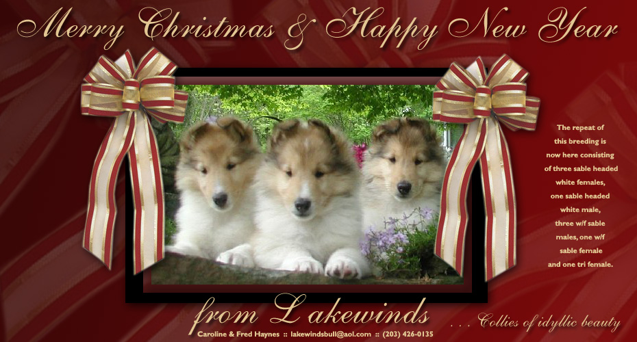 Lakewind Collies 