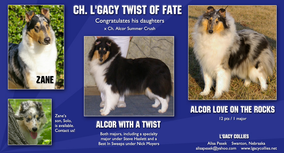 L'gacy Collies -- CH L'Gacy Twist Of Fate, Alcor Love On The Rocks and Alcor With A Twist