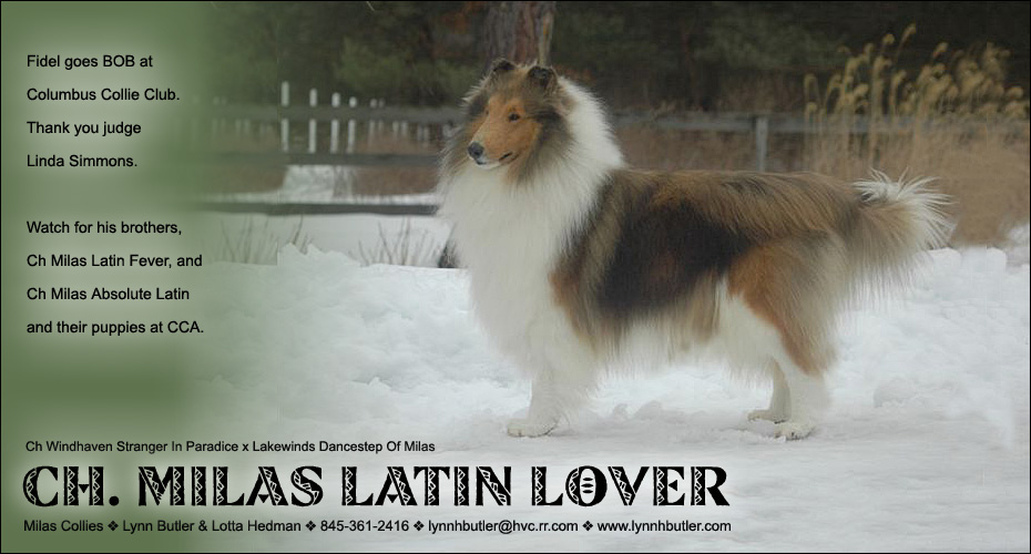 Milas Collies -- CH Milas Latin Lover