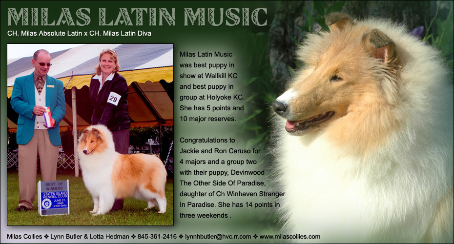 Milas Collies -- Milas Latin Music