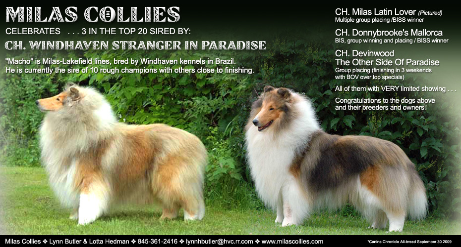 Milas Collies -- CH Windhaven Stranger In Paradise and CH Milas Latin Lover
