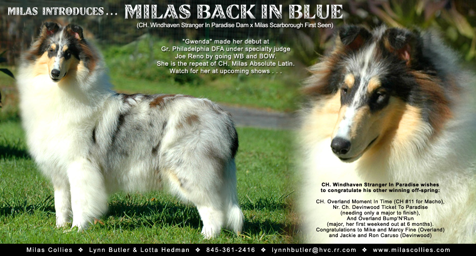 Milas Collies -- Milas Back In Blue