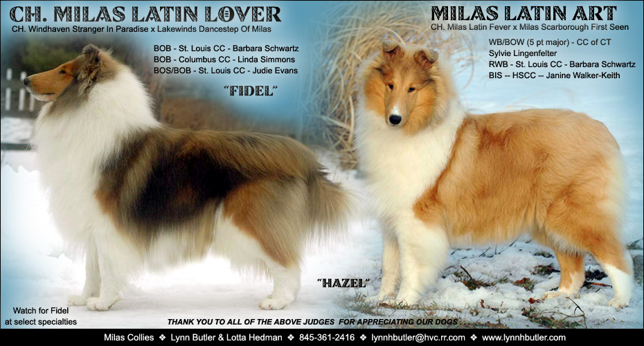 Milas Collies -- CH Milas Latin Lover and Milas Latin Art