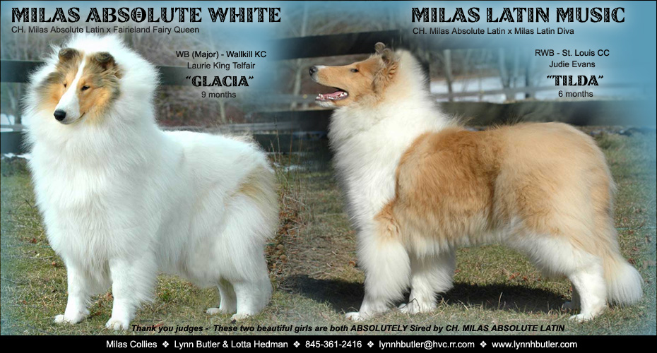 Milas Collies --  Milas Absolute White and Milas Latin Music