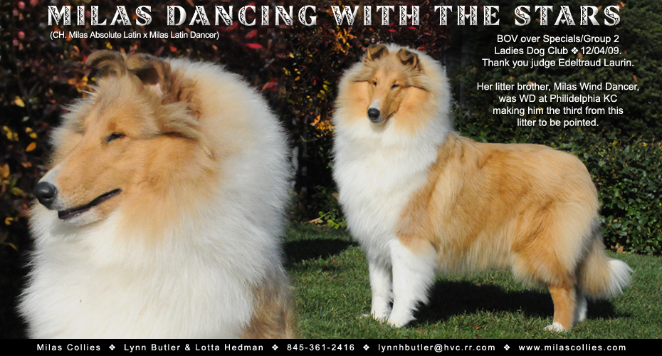 Milas Collies -- Milas Dancing With The Stars