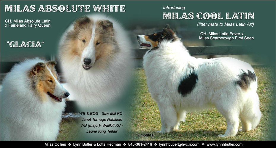 Milas Collies -- Milas Absolute White and Milas Cool Latin