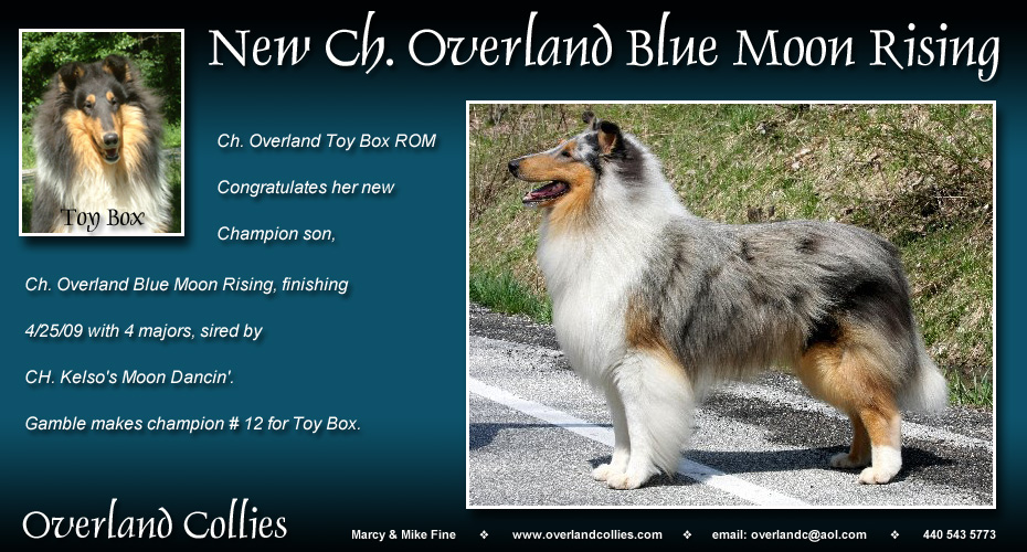 Overland Collies -- CH Overland Blue Moon Rising