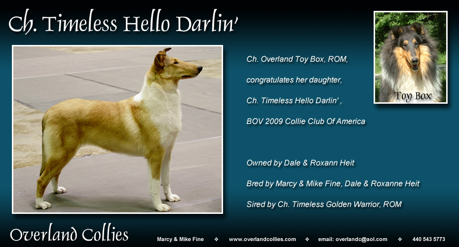 Overland Collies and Timeless Collies -- CH Timeless Hello Darlin'