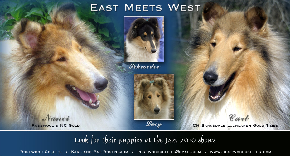 Rosewood Collies -- Rosewood's NC Gold