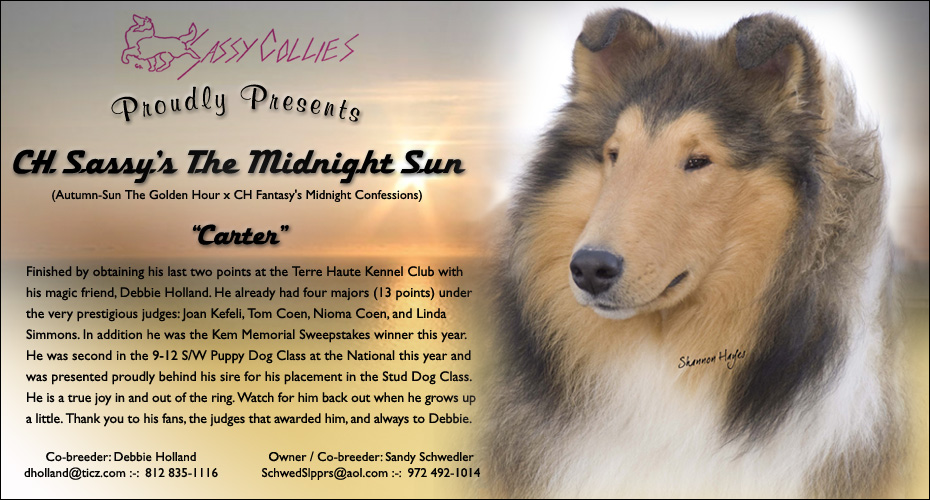 Sassy Collies -- CH Sassy's The Midnight Sun