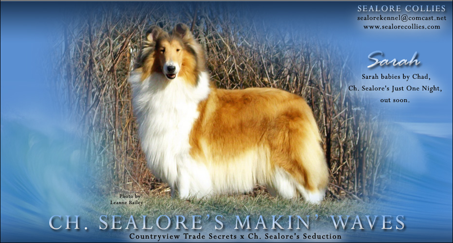 Sealore Collies -- CH Sealore's Makin' Waves