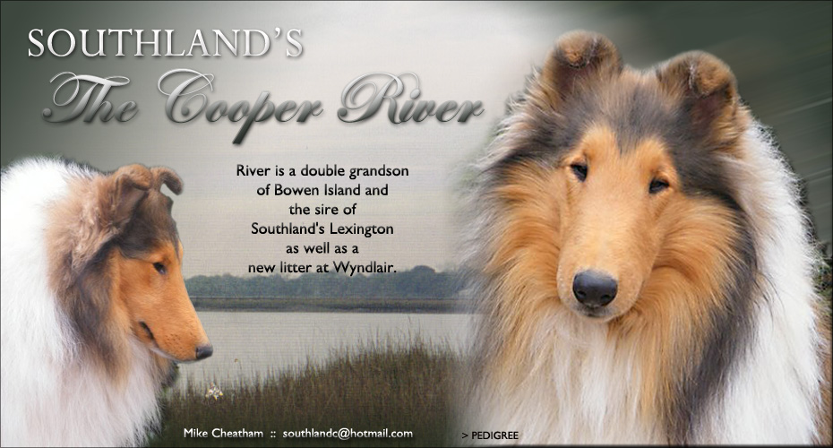 Southland Collies -- Southland's Cooper River