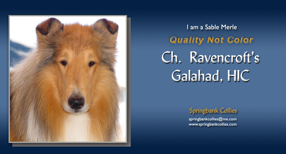 Springbank Collies -- CH Ravencroft's Galahad, HIC