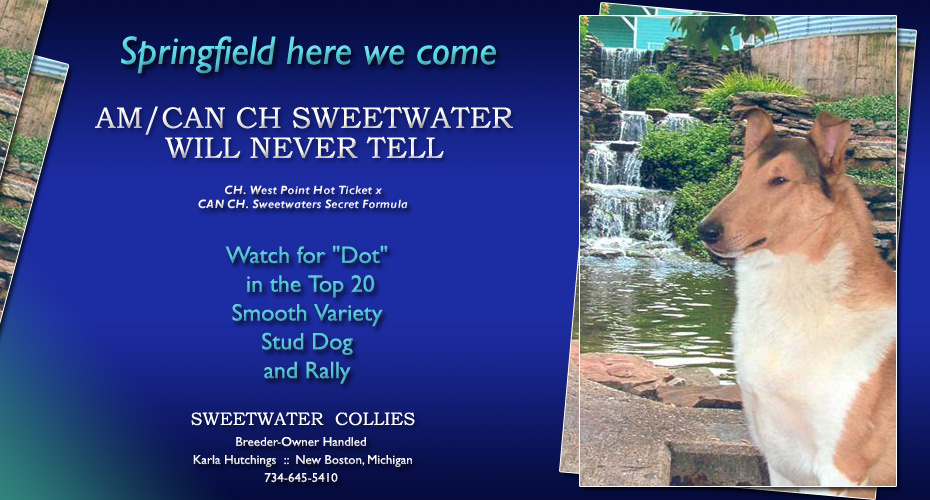 Sweetwater Collies -- AM/CAN CH Sweetwater Will Never Tell