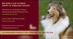 Forecast Collies -- CH Evergreem Perfect Ten Forecast, AX, AXJ, OF, HIC