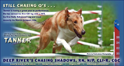 Sea Jay Collies -- Deep River's Chasing Shadows, RN, CL-R, CGC, NJP