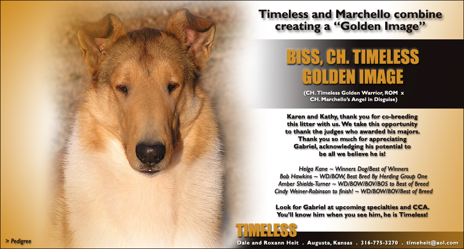 Timeless -- CH Timeless Golden Image